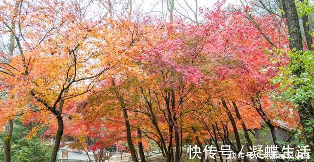 历朝历代|西北最值得去的景区，是“沙漠中的绿洲”，古代修仙的人都住在这