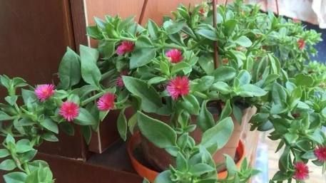 最好养的4种花,掐根枝条就能活,你养不活的话只能说你不会养