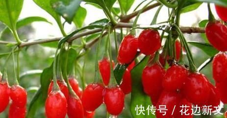 金银花|保温杯不离手,除了撒枸杞,以下“3种食材”让你越喝越健康!