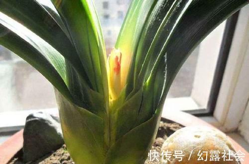 王大爷养君子兰经验真足！花肥就用此2种，根壮花旺长势好！