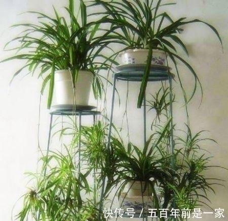 吊兰|最厉害的养花营养液给吊兰喝一勺，四季油绿，猛长侧芽