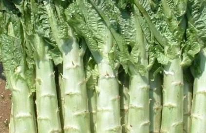 蔬菜|它长得像莴笋,刚摘下来没人吃,晒干后远销到海外,一斤卖到60元