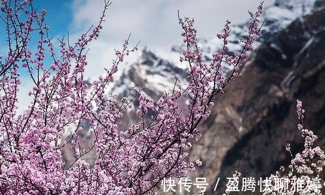 林芝|沿着318，去波密，寻找云端上的桃花源，看全世界最美的桃花