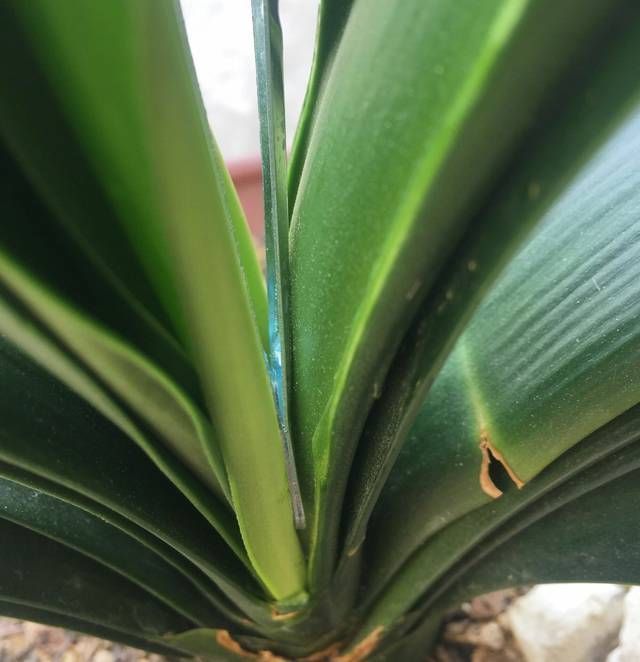 君子兰长出抽屉叶怎么办直接用刀割成开裆裤恢复吧