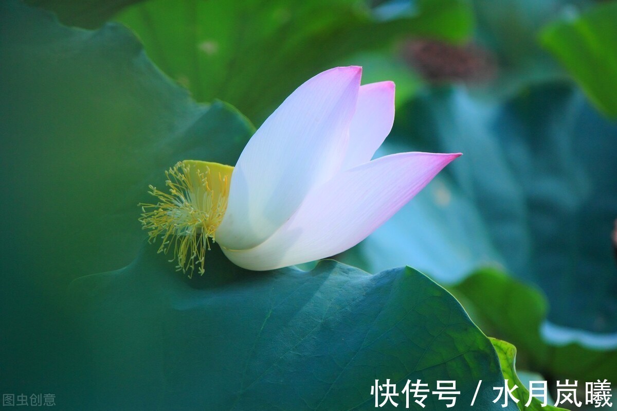 白雪诗@止于唇齿,匿于流年,谁的岁月,弹指刹那,谁的沧桑,掩去芳华