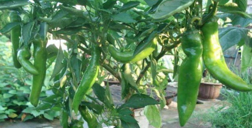 养家里|阳台上最容易种植的“4种蔬菜”生长得快,浇水就行了