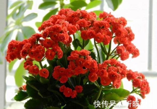 长寿花缺了“它”变成“傻大个”就是不开花,就是欠收拾!