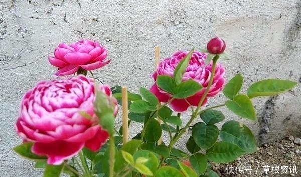 它是世界名花,全年开花,漂亮不输牡丹,花香不输兰花,值得养
