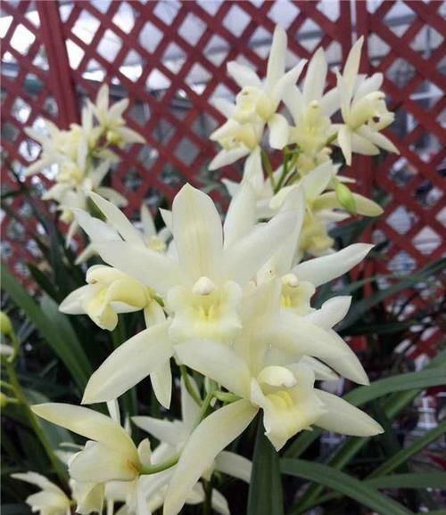  花色|兰花界的新宠“白雪公主”，花色素雅，香味扑鼻，新手也能养好