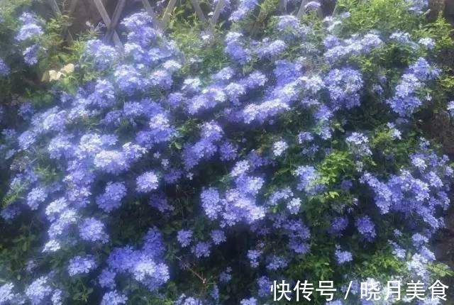 适合封闭阳台养的5种花,抗病性强,超容易开爆盆