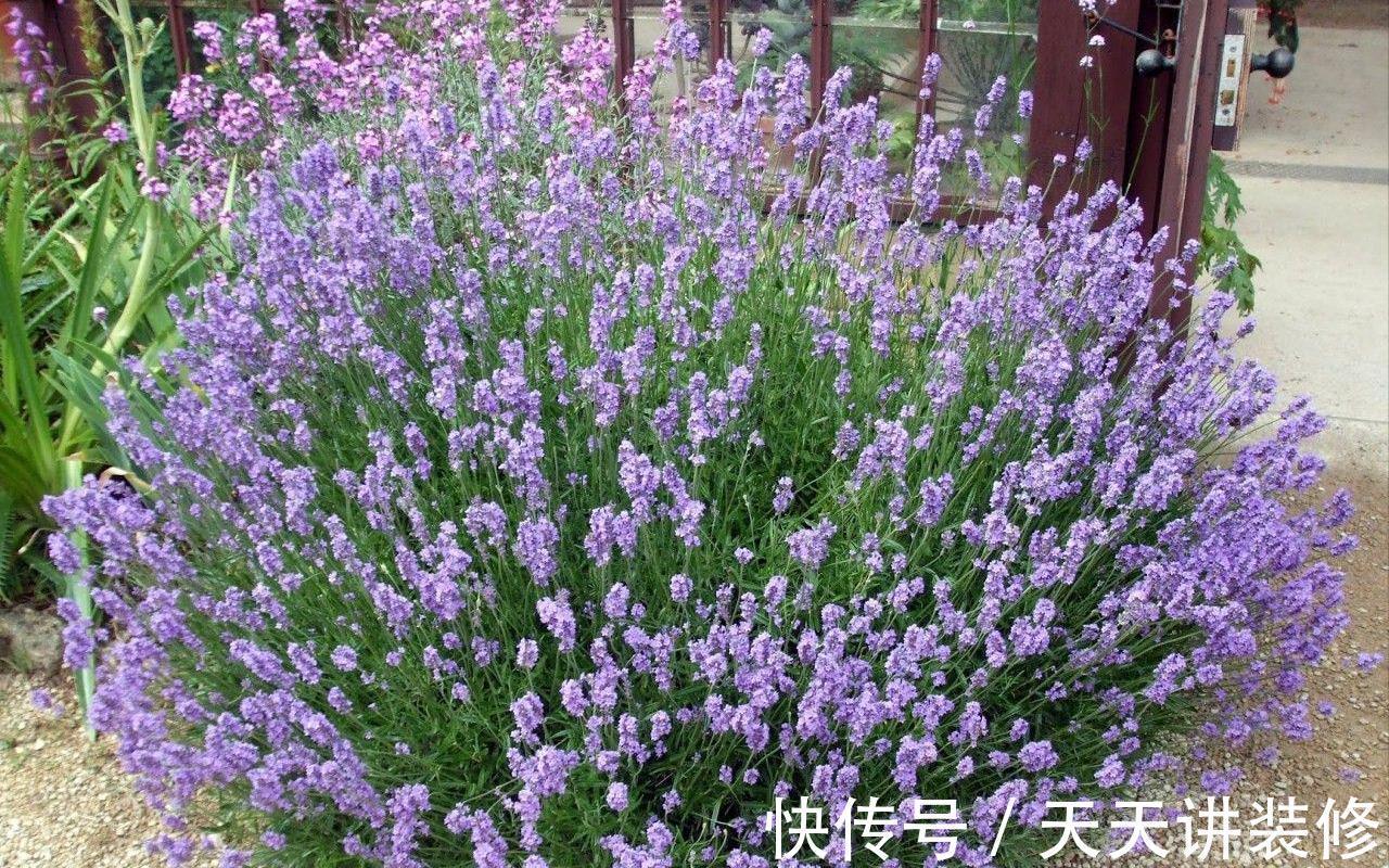 名花|6种“健康”花,寓意好又吉利,家里多养一盆,全家少生病