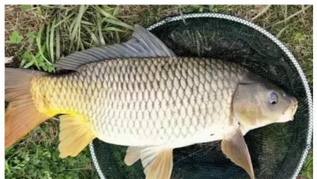 这才是钓鲫鱼打窝的精髓,百分之八十的人都错了,看看有没有你