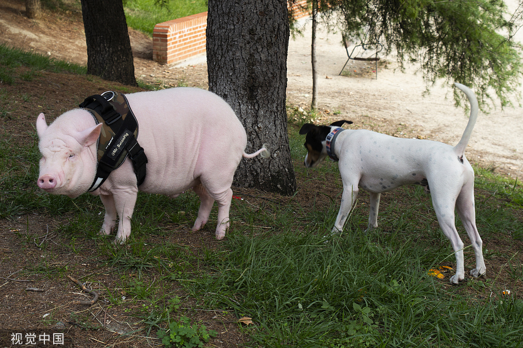 分泌物|猪鼻炎的症状及治疗