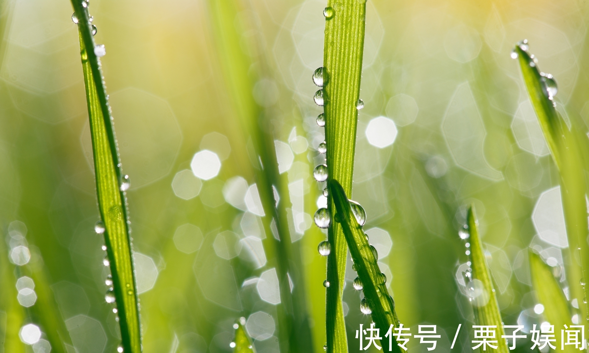 诗人@早春诗五首,您心仪哪一首?