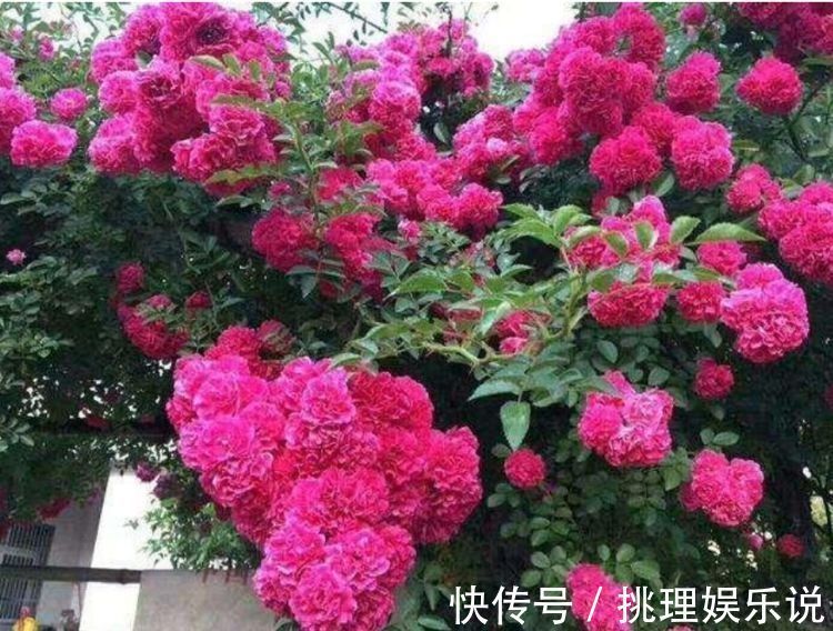 养人|养花就养这种花,旺财又养人,吉祥富贵,红红火火好运来!