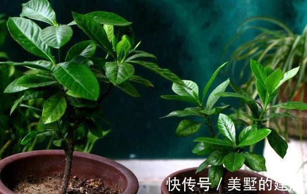 太阳花|6种“漂亮花”,七月快扦插,38度下,越热越生根,繁殖几十盆