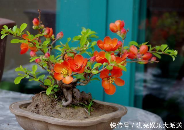 花盆|养花盆土生“白毛”,不要急!只需“必备”几点,白毛自然消失