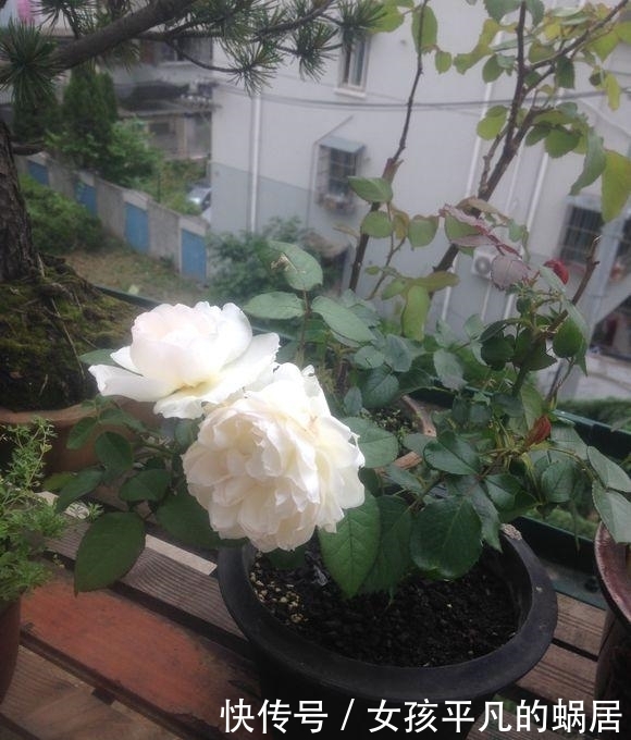 波莱罗|最勤花的盆栽花卉,香味浓郁,花色淡雅,月月开花招人爱