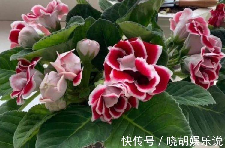 几款花卉,好养易爆盆,花朵姿态万千,颜值超高的