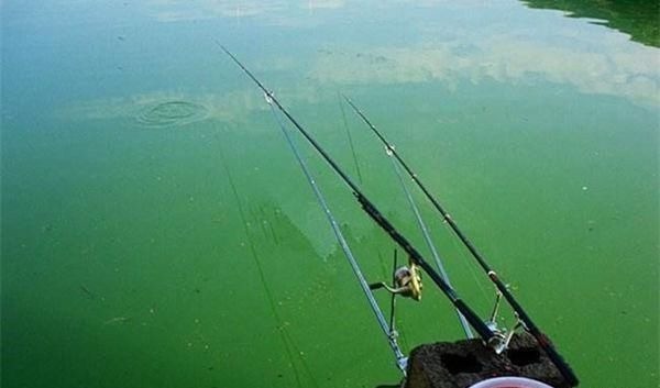 钓法|自然水域野钓大鱼，用了这些招数，效果出奇的好，大鱼连竿上