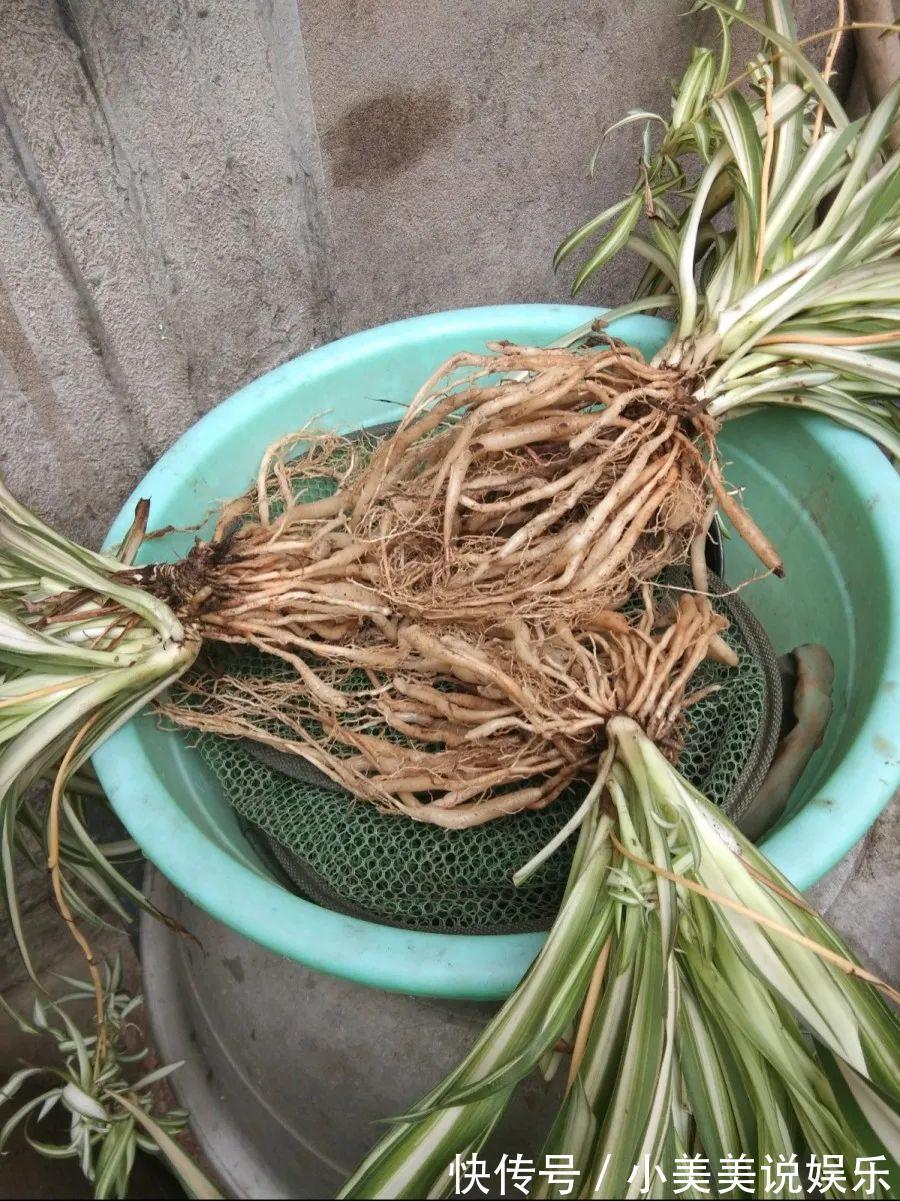 给这花换盆，土里扒出30个崽，根本不用扦插！