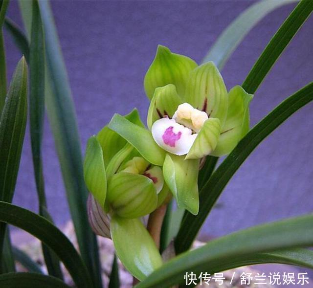 春兰惠兰建兰傻傻分不清楚看一点就明白，注意遮阴浇水，花特多