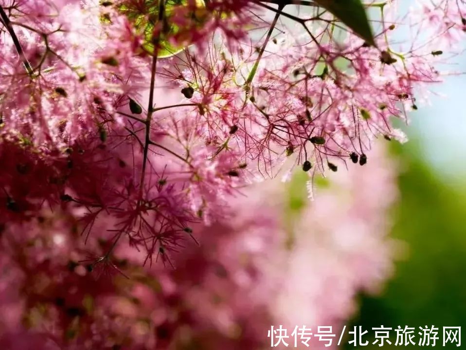 十渡|春已至，花绽放！这份房山赏花攻略请查收！