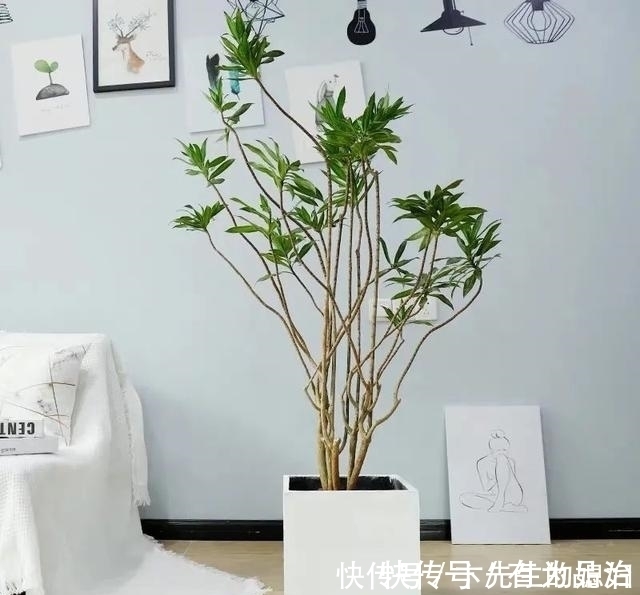 一种“吉祥竹”，清新典雅寓意好，家里养几盆，镇宅化煞保平安