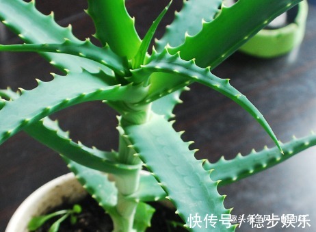 家养芦荟总是长势缓慢,学会这三个养护小技巧,轻松长出绿森林
