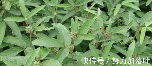 跌打损伤|农村南方一种野草,可以治跌打损伤,每亩收入达2万