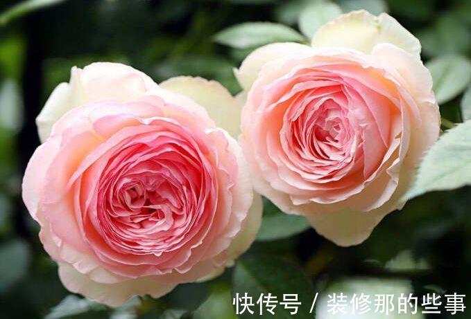 盆栽|农历7月4号起,最适合养这些花,花美若牡丹,开花能力爆强