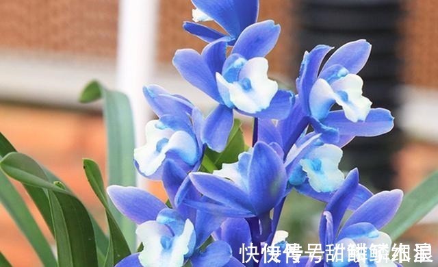 这款“蓝色”兰花,现在火得一塌糊涂,人称最美兰花,高贵也高雅!