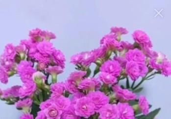 给长寿花晒太阳，天天来回挪动长寿花可以吗？