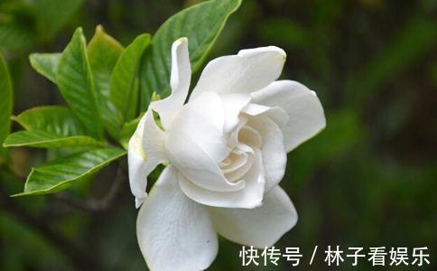花期|马上就是栀子花的花期了，提前做好几点，花苞多，开花又大又香