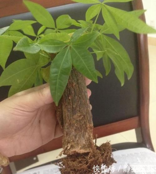 横切面|发财树烂根了怎么办?用小方法来试试,半月就生根