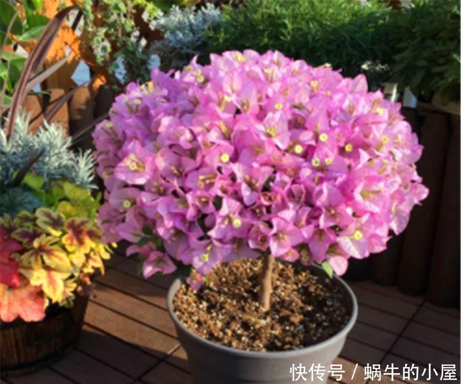 春天三角梅装死怎么办？一搬二剪三加料，新叶蹭蹭长，花苞满枝头