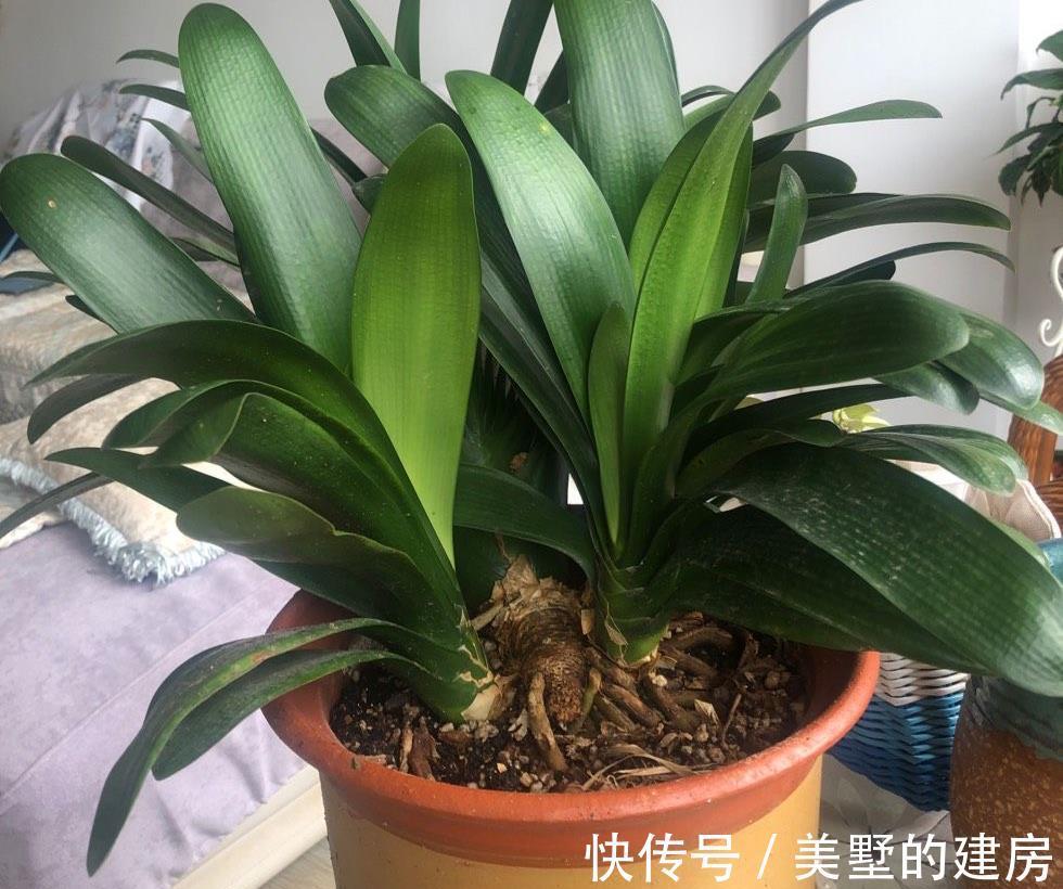 叶片|秋季养君子兰的2个正确步骤,叶片厚绿,花期顺利开出“手捧花”