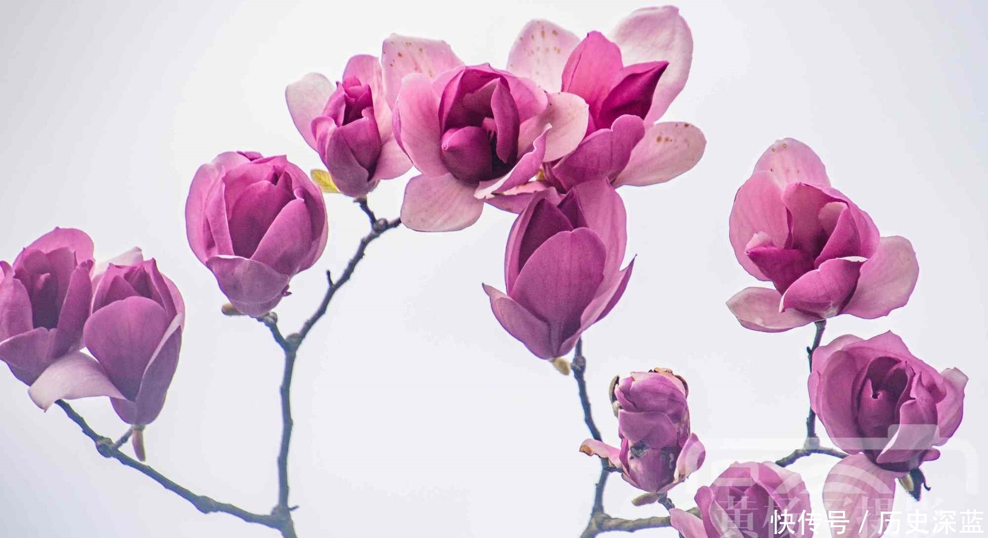 辛夷花盛开的娇美,紫红色的花朵非常漂亮,花开美丽别致