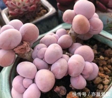 美人|4种多肉是“美人”,虽然是普货,但是好养活,老桩出状态更美!