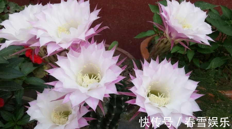 仙人掌|在家里养令剑荷花,只要学会怎么养护,长满花苞是个很简单的事