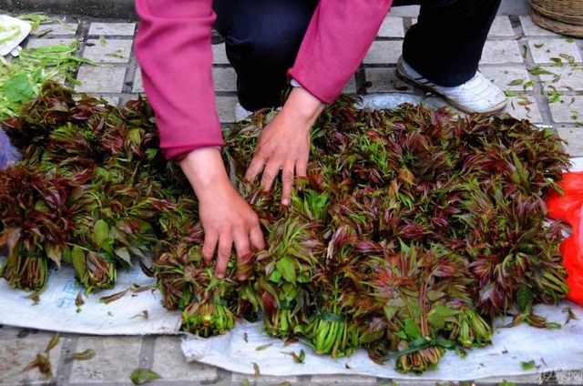 男子去农村摘“香椿”吃 ，导致浑身奇痒、化脓了