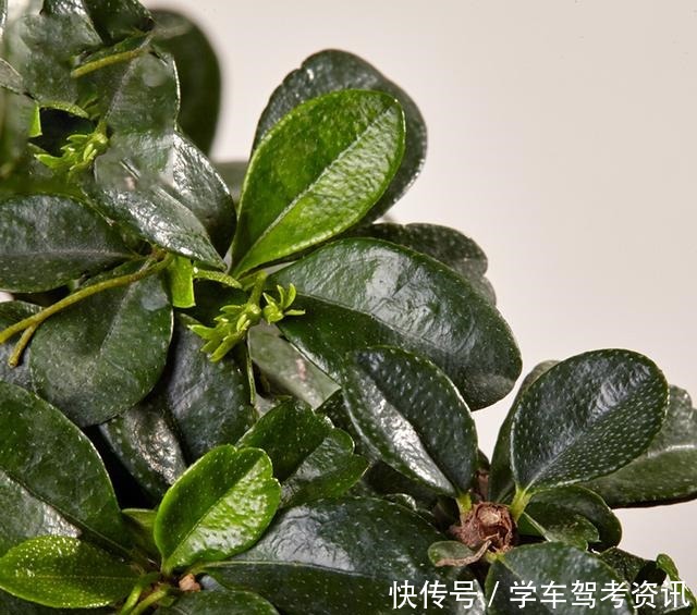 7种花，就得小盆养，盆越小水越少，长得更快！