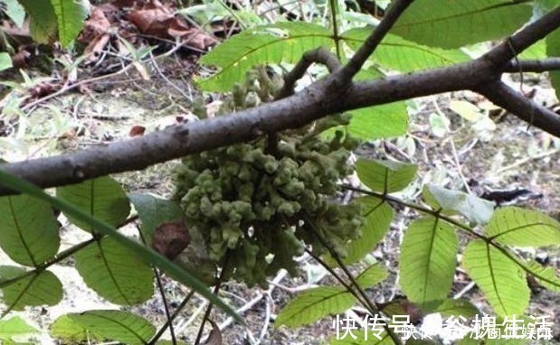 中药|一味中药治牙痛,不用吃,一涂就好,百治百效,妙不可言