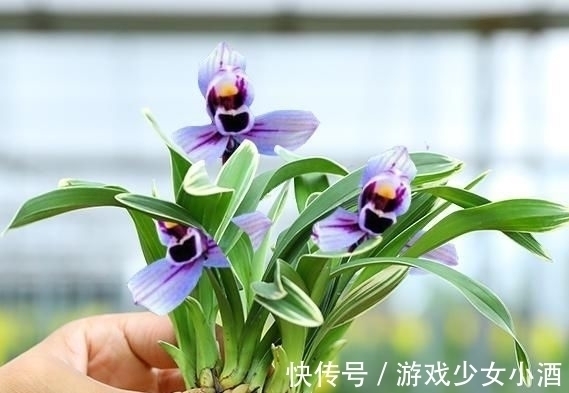 花色独一无二的“紫月荷”，梦幻奇特，花香四溢，新手花迷也能养