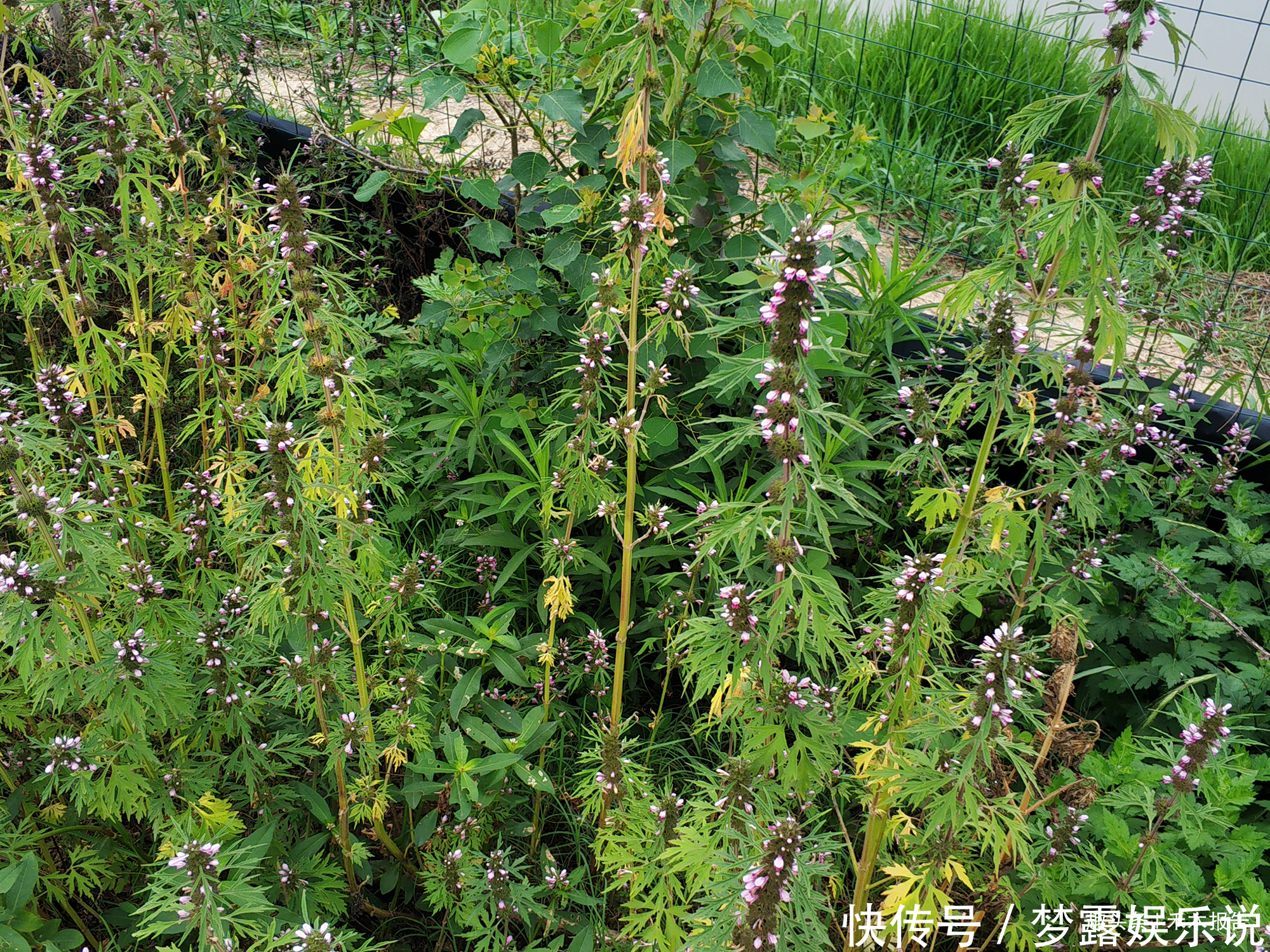 益母草膏|田边常见的野草，长得像艾草，见到可别错过，煲汤对女性有好处