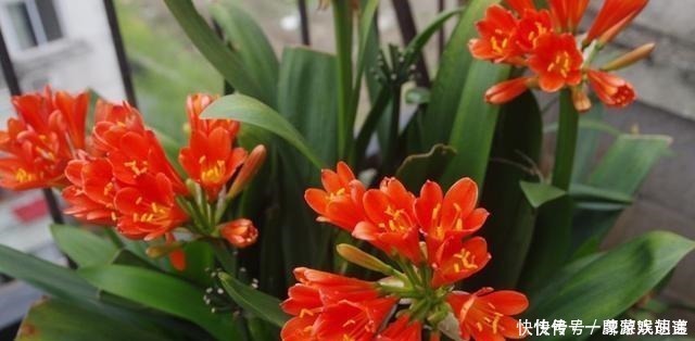 养君子兰有“讲究”,教你几个小技巧,呼呼长叶,棵棵开花