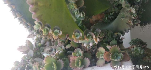 叶子|最好繁殖的三种花,掰一把叶子撒土里,疯狂长根爆芽