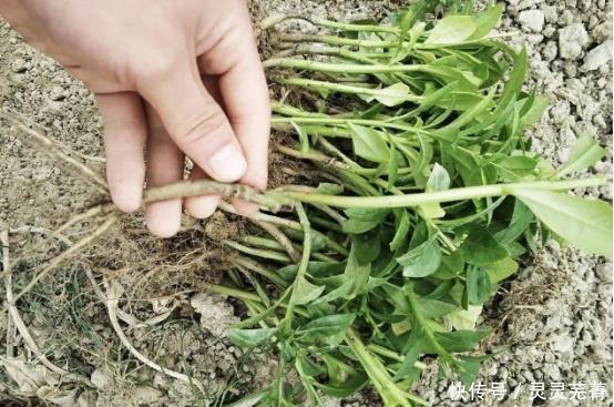  国人|外来入侵物种的假人参，被国人开发成极品野菜，具有药食同源之效