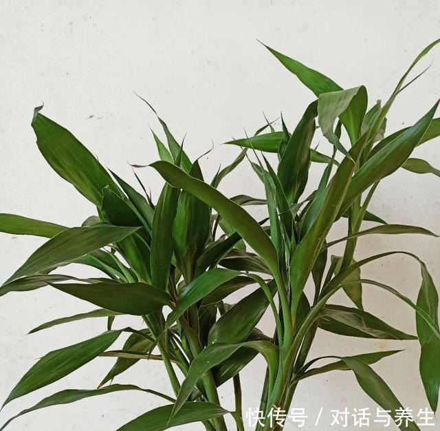 养花常说的“散射光”是什么光哪些地方符合散射光要求!