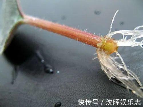 非洲堇|这花送人，只用送一片叶子，插土就活不心疼！